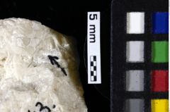 Foto (Detailansicht) von Decapoda indet. (NHMW-GEO-1990-0041-0143)